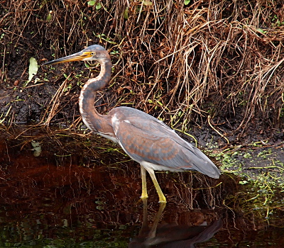 [Side view of the bird as it stands in the water strewn with grassy stalks.]